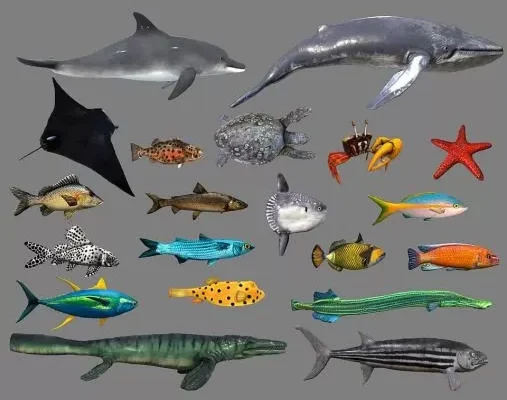 Low poly Fish Collection Animated Pack